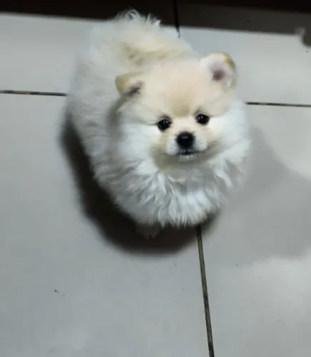 Lulu com pedigree