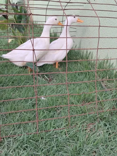 Vendo casal de marreco de pequim quase jovem