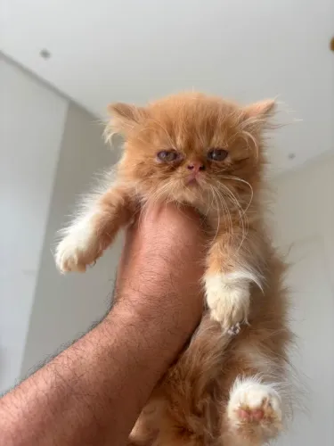 Filhotes de gato Persa