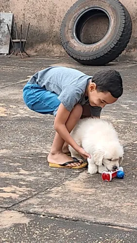 Vendo filhote macho Golden Retriever 