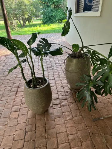 VENDO 2 VASOS DECORATIVOS COM PLANTAS