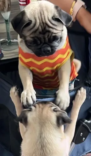 Pug macjo