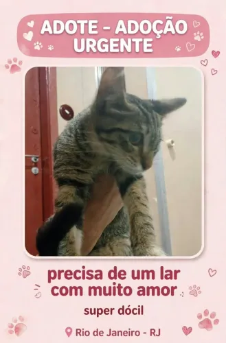 Filhote de gato 