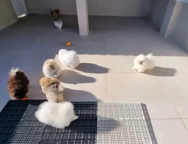 SPITZ alemão e Lulu da Pomerânia