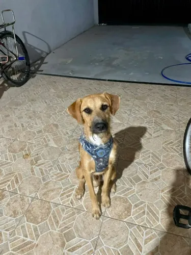 cachorro filhote para doação