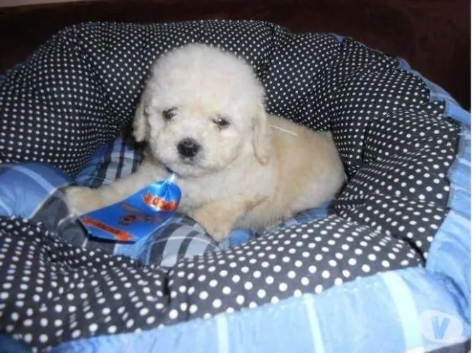 Fofuxos poodle toy miudinho esperando vc