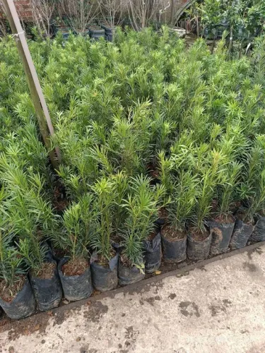 Mudas de Podocarpus 