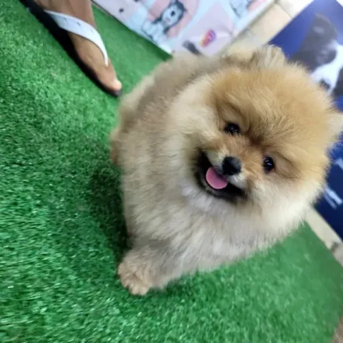 Spitz Alemão ( Lulu ) Anão macho - Pedigree CBKC - 12x sem juros - envio incluso
