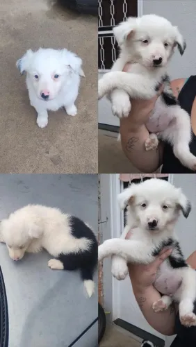 Border collie filhotes 