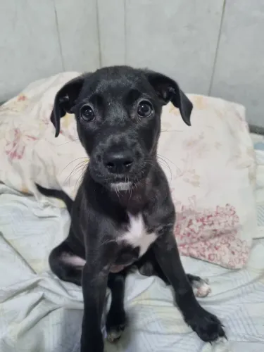 Doação filhote fêmea 