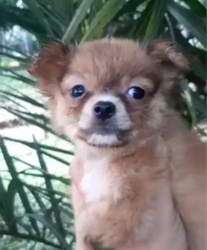 Chihuahua fofo à venda!