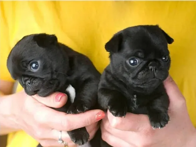 Filhotes de Pug | Pequeno no tamanho, gigante no amor!