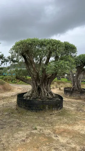 Oliveiras centenárias