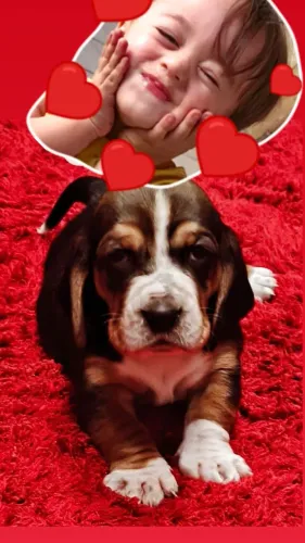 Basset Hound