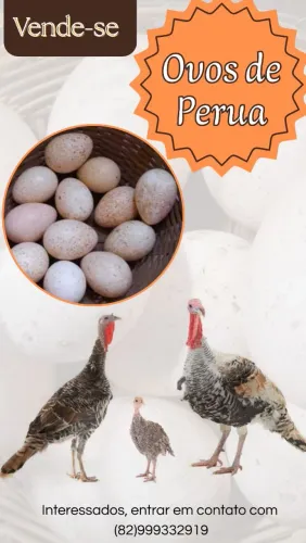 Ovos de Perua