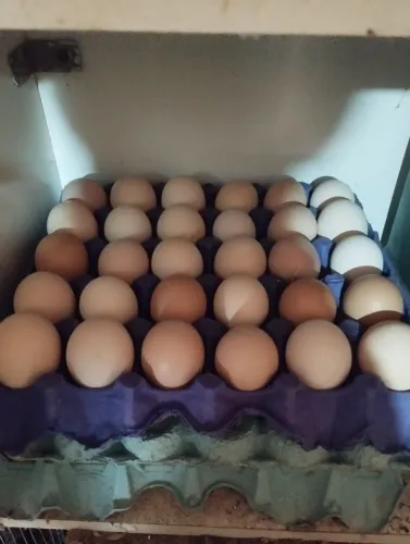 Ovos galados , galinha caipira , duzia 25,00 , R$ 50 a cartela com 30 ovos