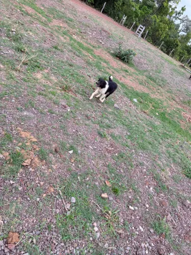 Border Collie fêmea com pedigree