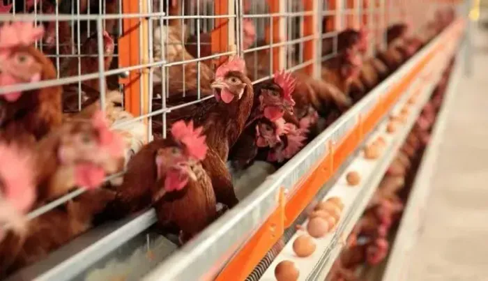 Crédito Rural - Santa Maria de Jetibá - ES