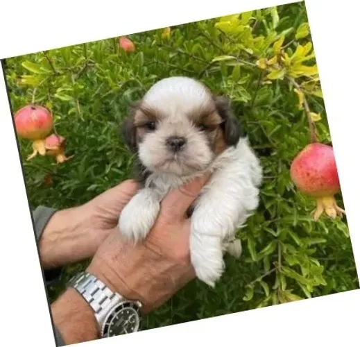 hasa Apso Branco e Creme Macho - Pequeno e Cheio de Carinho!