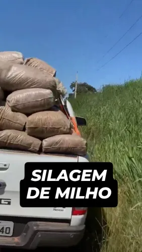 SILO SILAGEM DE MILHO DE ALTÍSSIMA QUALIDADE 