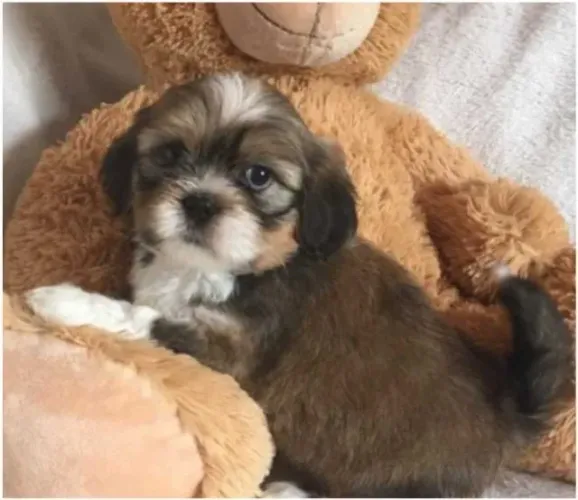 Shih tzu machinho com 49 dias na cor marron e branco vacinado e com garantias de saúde
