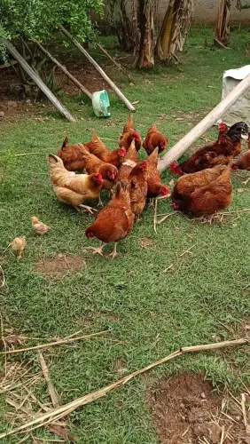 Galinhas  Embrapa  051 ,já colocando ovos ,iniciou em  agosto 