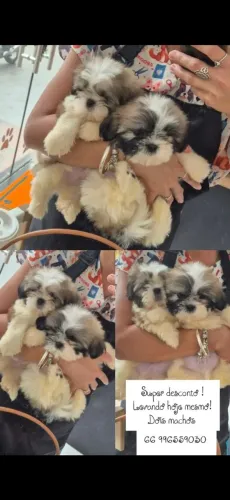 Shih Tzu macho 