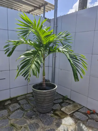 Coqueiro com Jarro
