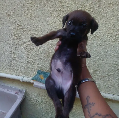 Filhotes de cachorro border collie 