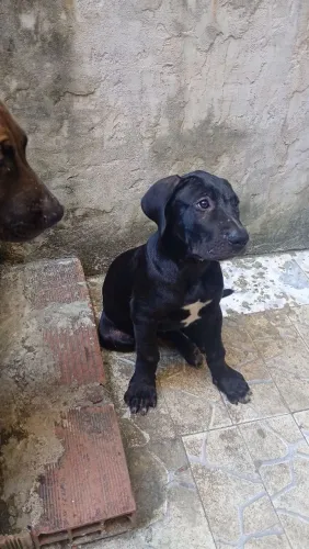 Presa canário filhote