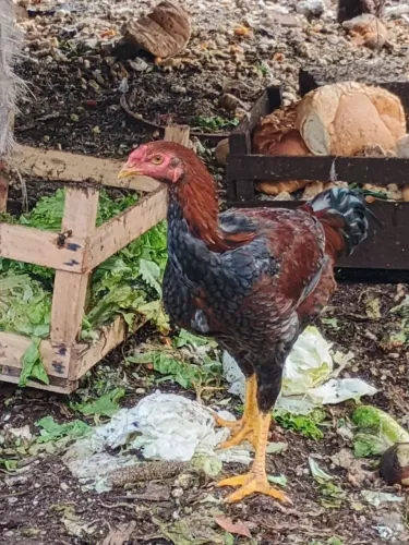 Vende-se frango caipira índio 