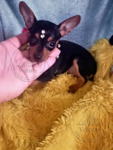 Pinscher zero fofos e dóceis