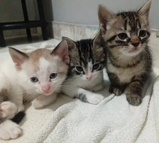 doa-se gatos filhotes