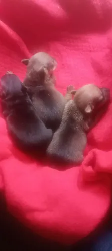 Vendo filhotes de pinscher 