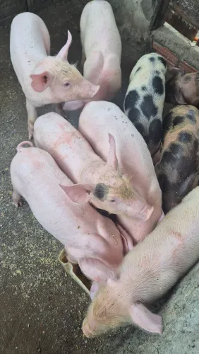 Vendo filhotes de suínos landrace com pietran
