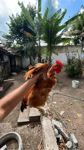 Galinha caipira