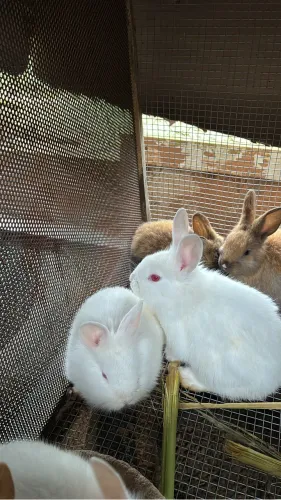 Coelhos