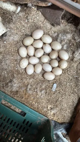 OVOS DE PATAS
