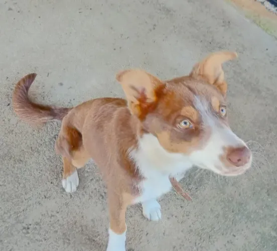 Doa-se Border Collie Macho