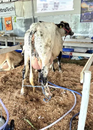 ? OPORTUNIDADE - VACAS GIROLANDO 1/2 E 3/4 de alto potencial genético e produtivo.
