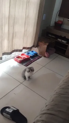 Vendo gato perça chinchila 1 mes