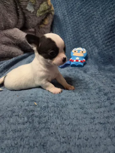 Filhote de chihuahua