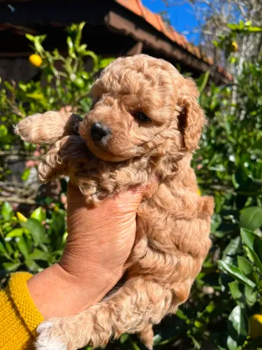 Poodle champanhe - Chama no WhatsApp e garanta seu lindo Filhote
