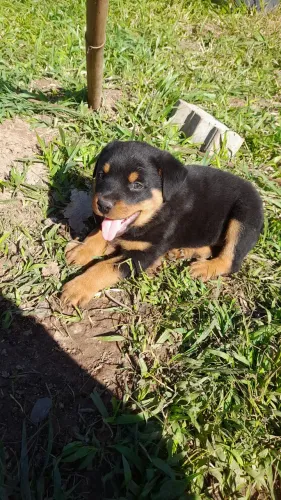 Filhotes de rottweiler 