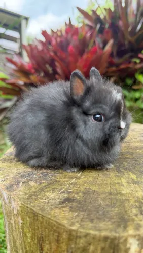 Coelho anão Netherland dwarf muito pequeno