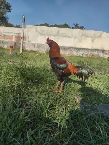 Galo da raça Índio mestiço 