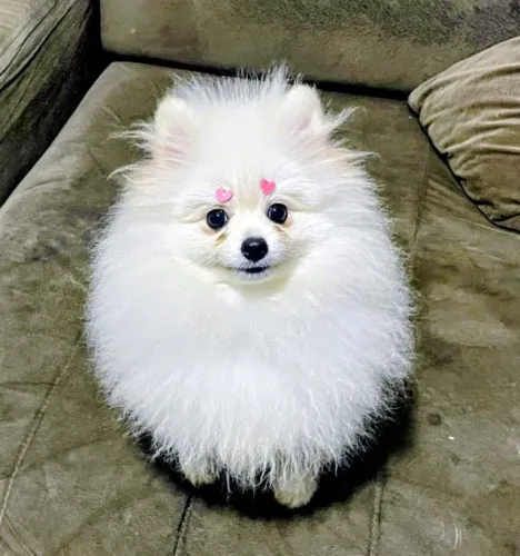 Linda Fêmea anã Spitz padrão Definida totalmente Vacinada!