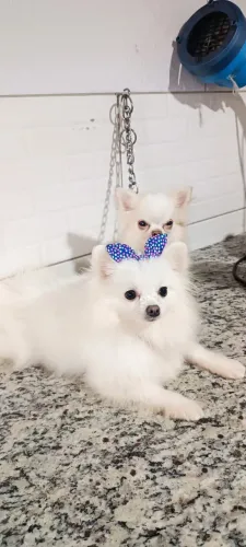 Fêmea de Lulu da pomerania branca neve Anã
