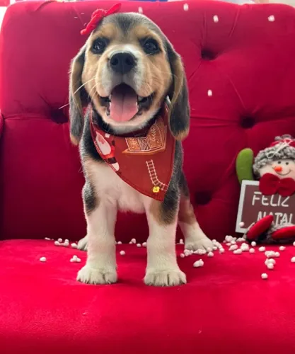 beagles a pronta entrega ITAJAI