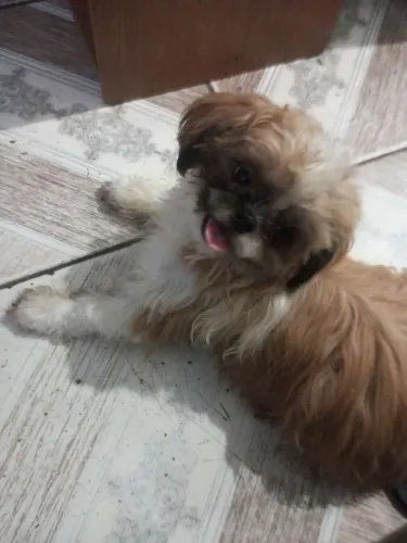 Doação de Shitzu